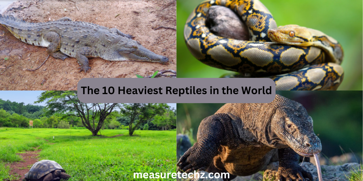 The 10 Heaviest Reptiles in the World: What Is the World’s Largest?