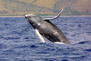 That Are About 44 Feet Long or Tall