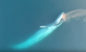That Are 150 Meters Long