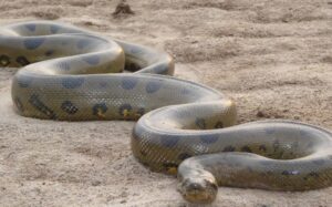 That Are 25 Feet Long