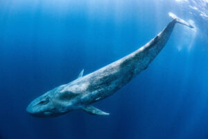  That Are 30 Meters Long