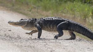 That Are Six Feet Long
