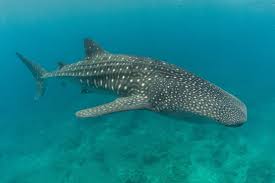That Are 17 Feet Long