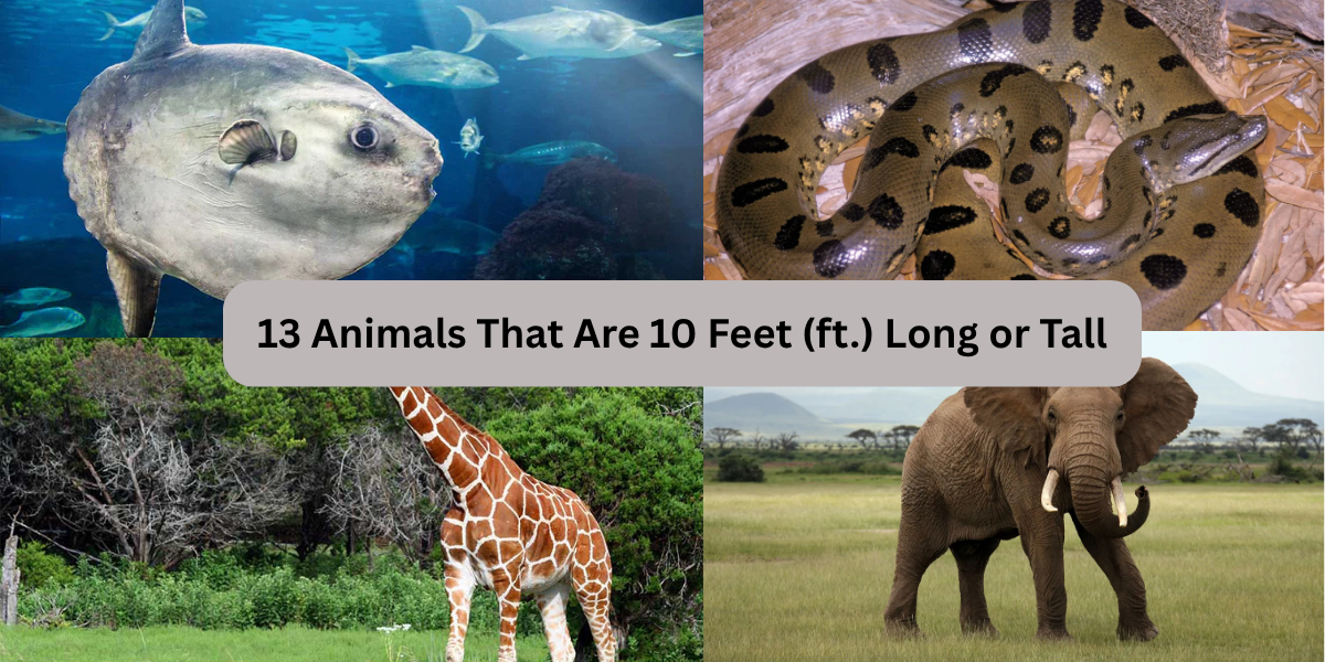 13 Animals That Are 10 Feet (ft.) Long or Tall