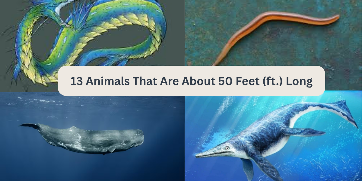 13 Animals That Are About 50 Feet (ft.) Long