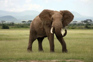 That Are 10 Feet (ft.) Long or Tall