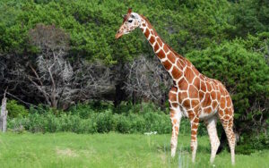 That Are 10 Feet (ft.) Long or Tall