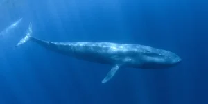 20 Feet Long