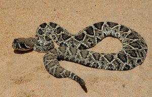 That Are About 40 Inches (in) Long