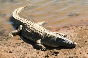 That Are About 40 Inches (in) Long
