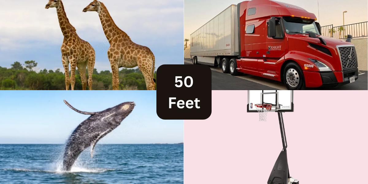 13 Things That Are About 50 Feet (ft) Long