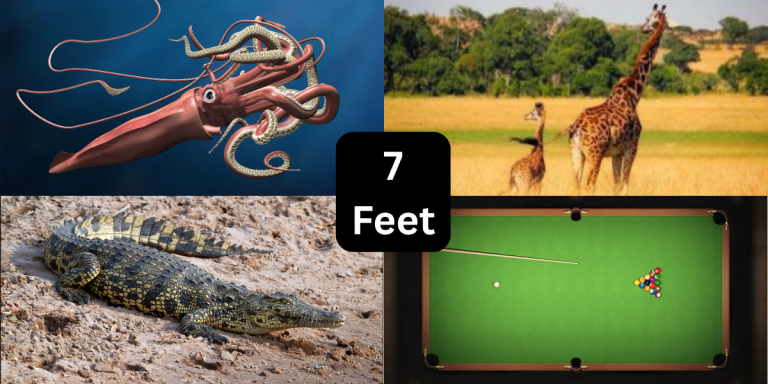 9 Things That Are About 7 Feet (ft) Long