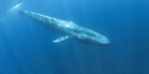 That Are 100 Feet (ft) In Length